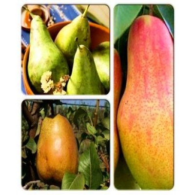 Груша > коллекция из 3-х сортов: Груша Бере Дюрандо => Груша Вродлива => Груша Говерла Груша > коллекция из 3-х сортов: Груша Бере Дюрандо => Груша Вродлива => Груша Говерла