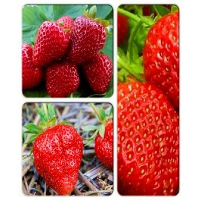 Клубника > коллекция из 3-х сортов: Клубника Джоли => Клубника Диаманта => Клубника Диана Клубника > коллекция из 3-х сортов: Клубника Джоли => Клубника Диаманта => Клубника Диана