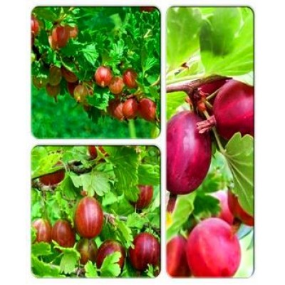 Крыжовник > коллекция из 3-х сортов: Крыжовник Тясмин => Крыжовник Шенон => Крыжовник Легендарный Крыжовник > коллекция из 3-х сортов: Крыжовник Тясмин => Крыжовник Шенон => Крыжовник Легендарный