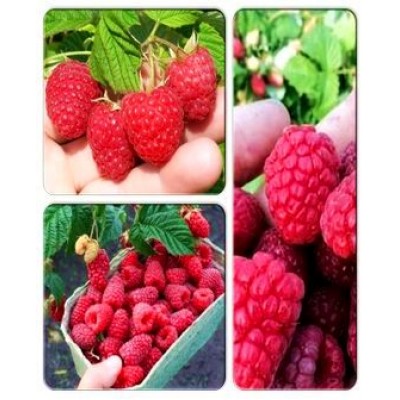 Малина > коллекция из 3-х сортов: Малина Брусиловский стандарт => Малина Гусар => Малина Радуга Малина > коллекция из 3-х сортов: Малина Брусиловский стандарт => Малина Гусар => Малина Радуга