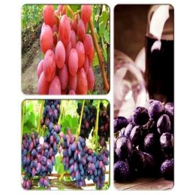 Виноград > коллекция из 3-х сортов: Виноград Рошфор => Виноград Красотка => Виноград Дашуня Виноград > коллекция из 3-х сортов: Виноград Рошфор => Виноград Красотка => Виноград Дашуня