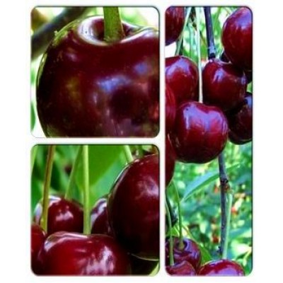 Вишня > коллекция из 3-х сортов: Вишня Люцина => Вишня Возрождение => Вишня Молодежная Вишня > коллекция из 3-х сортов: Вишня Люцина => Вишня Возрождение => Вишня Молодежная