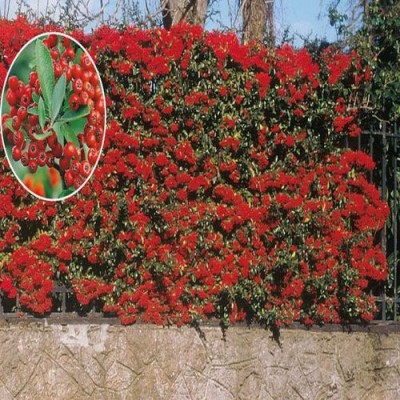 Саженец Пироканты "Пираканта Тетон" Саженец Пироканты "Пираканта Тетон"