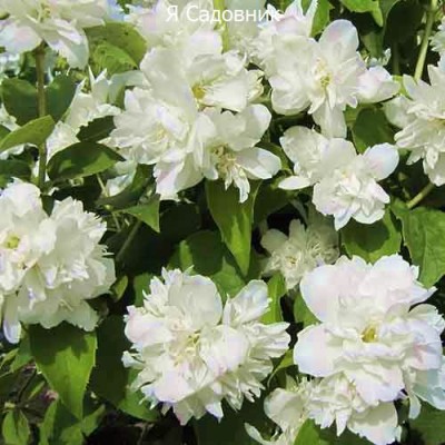 Саженец Жасмина "Шнеештурм" Саженец Жасмина "Шнеештурм"