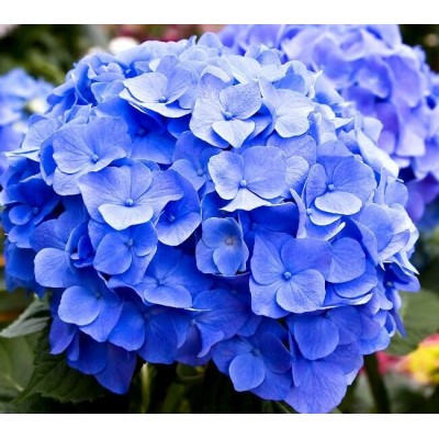 Саженец Гортензии крупнолистная "Боденси"