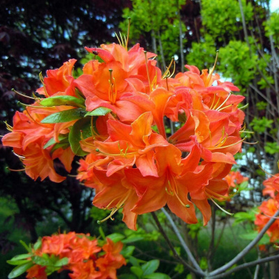 Саженец Рододендрона листопадный "Баккара" Саженец Рододендрона листопадный "Баккара"