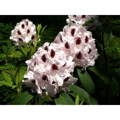 Саженец Рододендрона вечнозеленый "Кальсап" Саженец Рододендрона вечнозеленый "Кальсап"