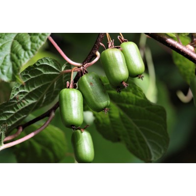 Саженец Киви (Актинидия) "АДАМ" Саженец Киви (Актинидия) "АДАМ"