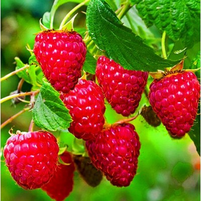 Саженец малины "Брусиловский стандарт" Саженец малины "Брусиловский стандарт"