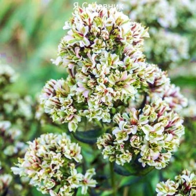 Саженец Флоксов "Пур Филингс" Саженец Флоксов "Пур Филингс"