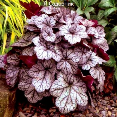 Саженец Гейхеры "Вельвет Найт" Саженец Гейхеры "Вельвет Найт"