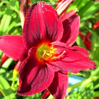 Саженец Лилейников "Джипси Тертл" Саженец Лилейников "Джипси Тертл"