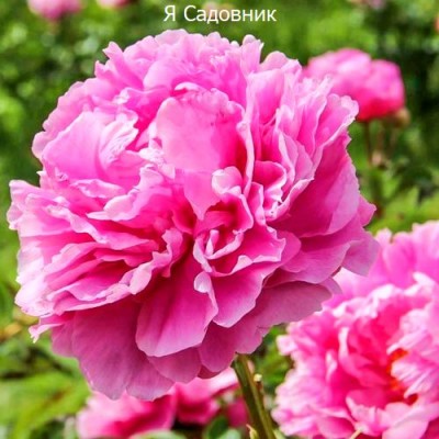 Пионы "Александр Флеминг" Пионы "Александр Флеминг"