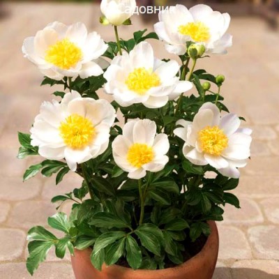 Пионы "Патио Дублин" Пионы "Патио Дублин"