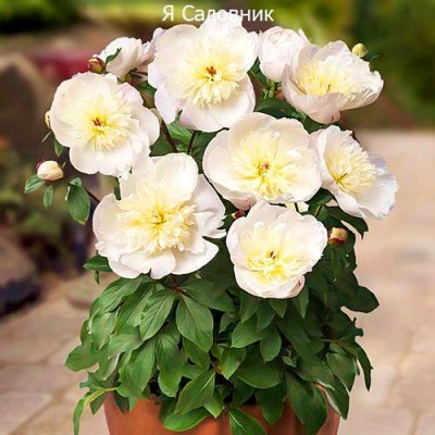 Пионы "Патио Мадрид" Пионы "Патио Мадрид"