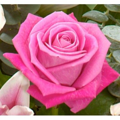 Саженец Чайно-Гибридных Роз "Аква" Саженец Чайно-Гибридных Роз "Аква"