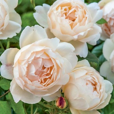 Саженец Английских Роз "Воллертон олд холл" Саженец Английских Роз "Воллертон олд холл"