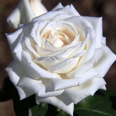 Саженец Чайно-Гибридных Роз "Боинг" Саженец Чайно-Гибридных Роз "Боинг"