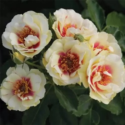 Саженец Чайно-Гибридных Роз "Булс Айс" Саженец Чайно-Гибридных Роз "Булс Айс"