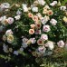Саженцы Чайно-Гибридных Роз "Булс Айс": отзывы и описание сорта Саженцы Чайно-Гибридных Роз "Булс Айс": отзывы и описание сорта