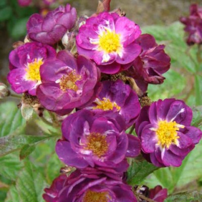 Саженец Парковых Роз "Вайолет Худ" Саженец Парковых Роз "Вайолет Худ"