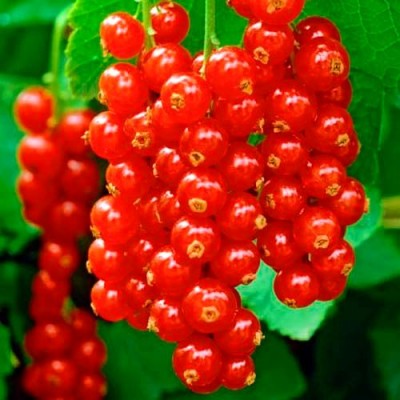 Саженец смородины красной "Колье Нориты" Саженец смородины красной "Колье Нориты"