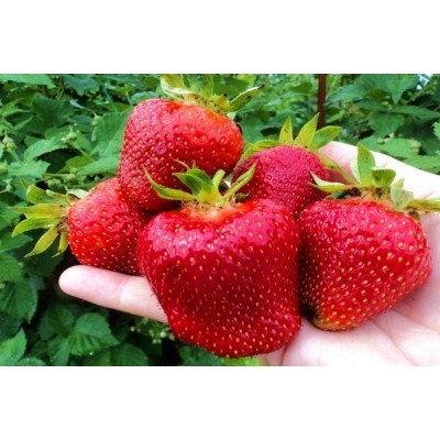 Рассада клубники "Джоли" Рассада клубники "Джоли"