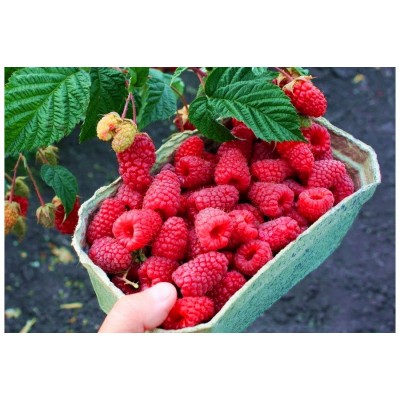 Саженец малины "Радуга" Саженец малины "Радуга"