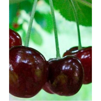 Саженец черешни "Джорджия" Саженец черешни "Джорджия"