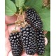 Саженец ежевики "Блек Бат" Саженец ежевики "Блек Бат"
