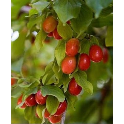 Саженец кизила "Коралловый розовый" Саженец кизила "Коралловый розовый"