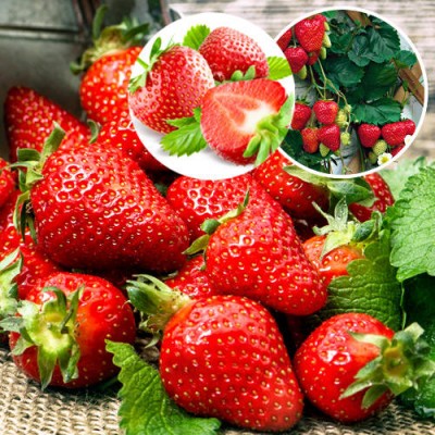 Рассада клубники "Виктория" Рассада клубники "Виктория"