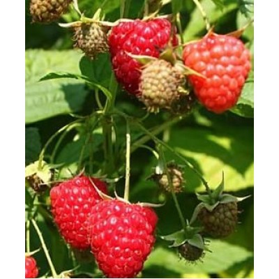 Саженец малины "Химбо Топ" Саженец малины "Химбо Топ"