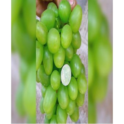 Саженец винограда "Ахиллес" Саженец винограда "Ахиллес"