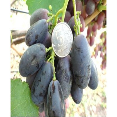 Саженец винограда "Велика" Саженец винограда "Велика"